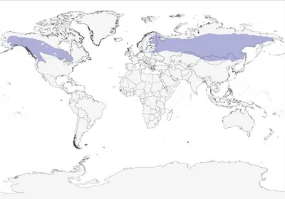 Lifelike - Zasięg występowania: