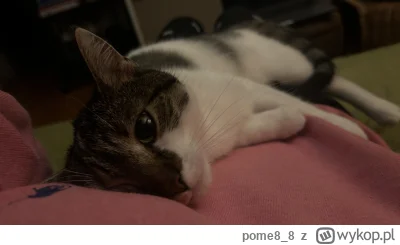 pome8_8 - chyba mnie kocha
#pokazkota #kitku #koty
