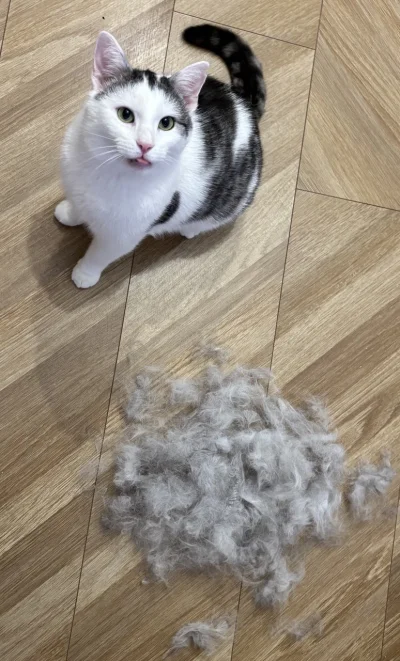 impact18 - #koty #pokazkota  
Sam sobie to zbieraj ( ͡° ͜ʖ ͡°)