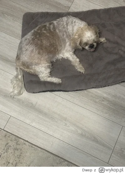 Dwep - Mój ukochany piesek od 22.30 jest w agonii, dajcie plusika, bo siedzę i ryczę....