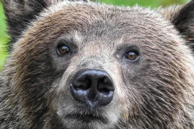 dodi-lukebakio - #f1 #codziennyolliebearman 

Miśka nie zapostowałem! Ale jestem głup...