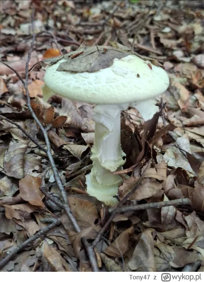 Tony47 - #przegryw

Co to jest? Można to bezpiecznie o--------ć? Huop się nie znać