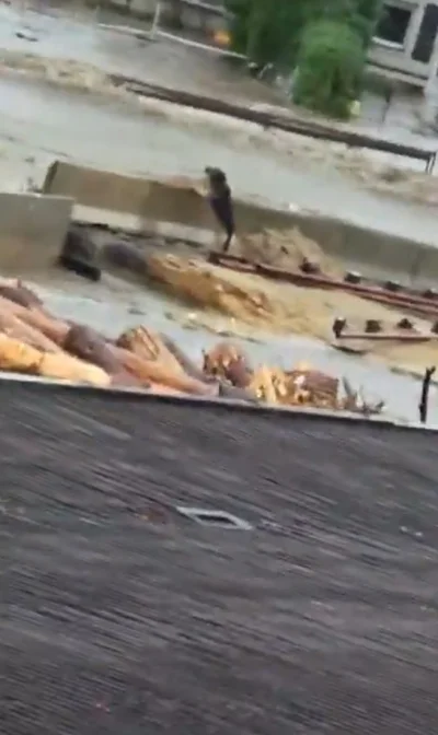 Neobychno - PILNE. Pies uwięziony na moście w Czechowicach Dziedzicach 
#powodz #pdk