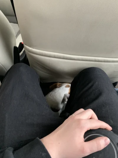 lvbie_placki - #przegryw pinpek siedzj bardzo grzecznie miedzy nogami, nie piszczy an...