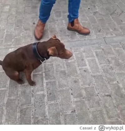 Casuel - #psiarze #kiciochpyta #psy #zwierzeta #patologiazmiasta #patologiazewsi #pyt...