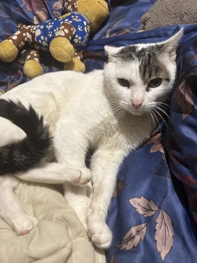 zssrauamaiw - #przegryw #pokazkota Macie takie coś może?