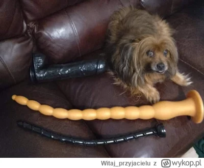 Witaj_przyjacielu - Azor i jego zabawki 
#psiarze #pies #heheszki