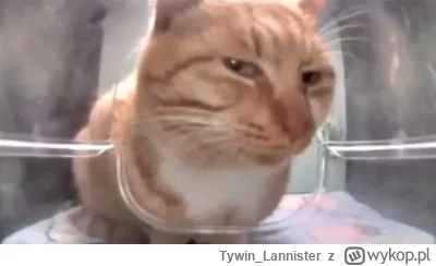 Tywin_Lannister - #f1 #bojowkamaxaverstappena

Reakcja lojalnych fanów Maxa na Tyfusó...