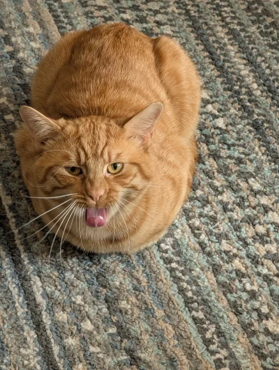 michal1msiekk - #pokazkota
#koty
#koteczkizprzypadku