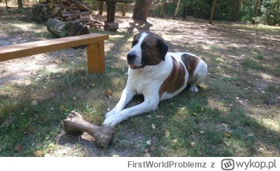 FirstWorldProblemz - @Loskamilos1: 

Miałem takiego, niestety odszedł 2 lata temu, je...