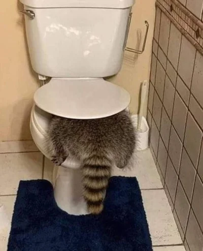 wfyokyga - Szop sracz