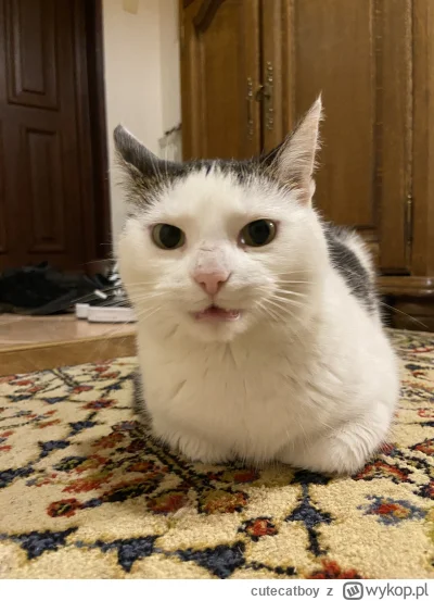 cutecatboy - Sobie siedzi i pyskuje. 

#pokazkota #koty #kitku