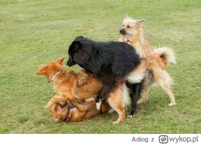 Adiog - matka jest z bydgoszczy, czuje, że podczas tej podróży ratownicy i psy sobie ...