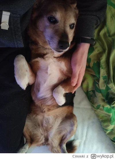 Cinoski - Z pieskiem 
#pokazpsa #psy