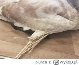 blunch - Codziennie przejeżdżam obok stawu, gdzie ludzie karmią kaczki. Raz podszedłe...