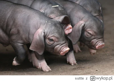 suttle - #trzodachlewnaboners