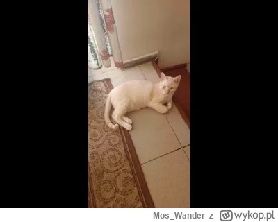 Mos_Wander - U uszatka od rana grubo xD Fimik sprawie Torby. Kwinto Tefał pilnuj się,...