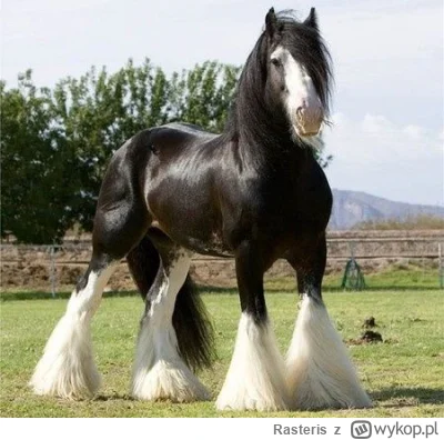 Rasteris - Pytanie retoryczne. Czy istnieją ładniejsze konie niż shire?