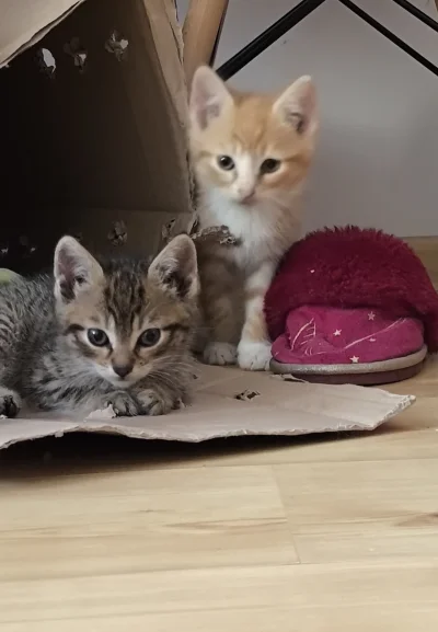 kiedystubylamaleucieklam - Nie śpię, bo mam małe kotki. Śpią 4 godziny po czym 3 harc...