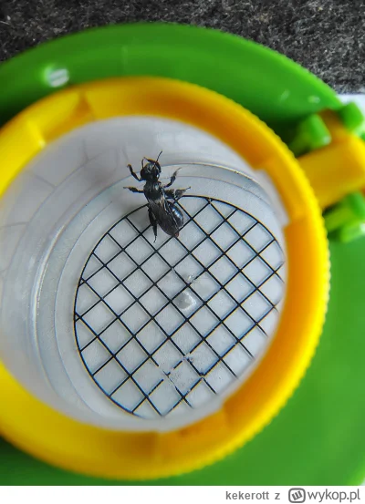 kekerott - @kekerott: