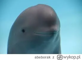 abeborak - @ladykagami