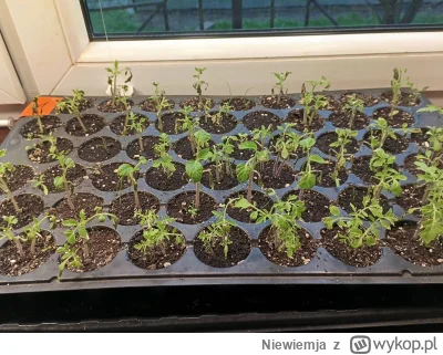 Niewiemja - Pomidory dostały po dupie mrozem, musiałem wnieść do domu ale jeszcze coś...