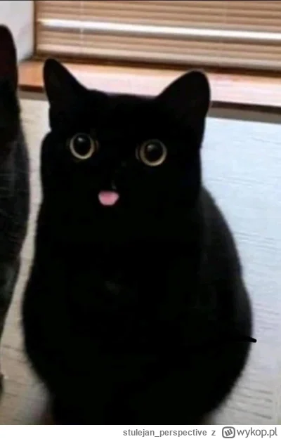 stulejan_perspective