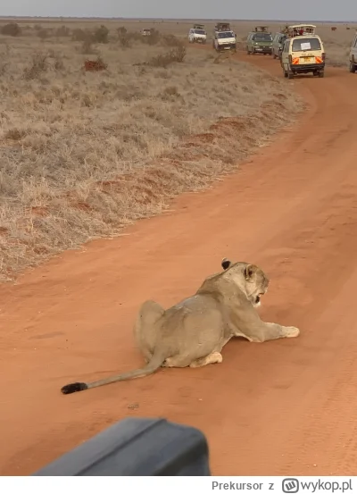 Prekursor - Pozdrowienia z Kenii. Może jakąś czarnulkę przywiozę albo co… 
#przegryw ...