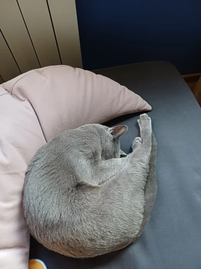 puddin - Bardzo mnie rozbawił ten lekko rozczapierzony palec (ʘ‿ʘ)

#pokazkota #koty ...