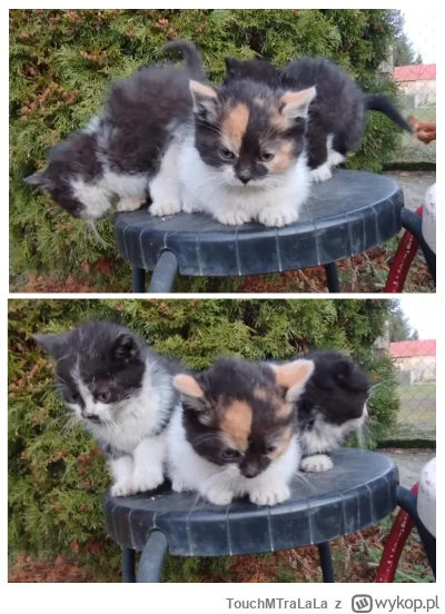TouchMTraLaLa - Małe kitki u teściowej ( ͡° ͜ʖ ͡°)
#pokazkota #kitku #koty