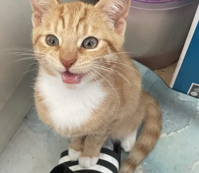 AMBIWALENTNYPSIUR - Nigdy już sam nie będę siedział na kiblu xd #pokazkota