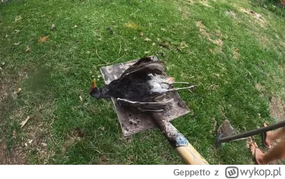 Geppetto - #raportzpanstwasrodka Dzisiaj okoliczni tubylcy złożyli szamanowi w ofierz...