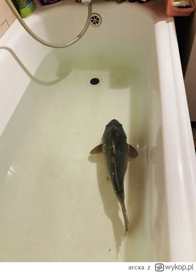arcxa - ehhh, ojciec już kupił karpia, a ja chciałem się wykąpać, będę śmierdział do ...