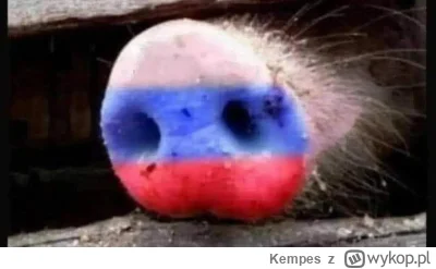 Kempes - #ukraina #rosja #wojna #polska

Czy dziś w nocy ktoś próbował swój ryj przez...