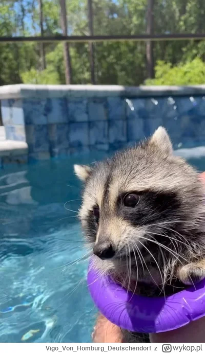 VigoVonHomburg_Deutschendorf - Pływa se
#szopeknadzis