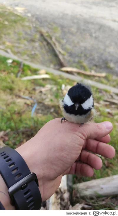 maciejuojeju - Dziś udało się uratować ptaszka, który wleciał do zamkniętego pomieszc...