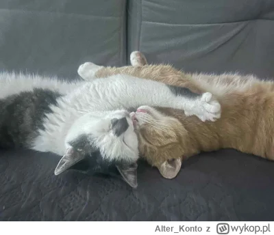 Alter_Konto - #pokazkota #kitku #koty
Jak jo cie kochom, jo cie tysz