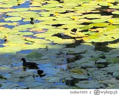 bulba1605 - Dziś w parku widziałam taką rodzinkę - mama sobie pływała, a pisklaki był...