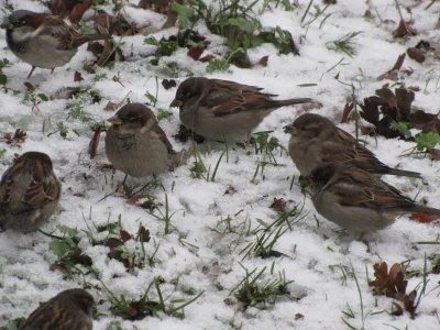 wfyokyga - Sztab brublowy opracowuję operacje nasrania ci na głowę lub na samochód, z...