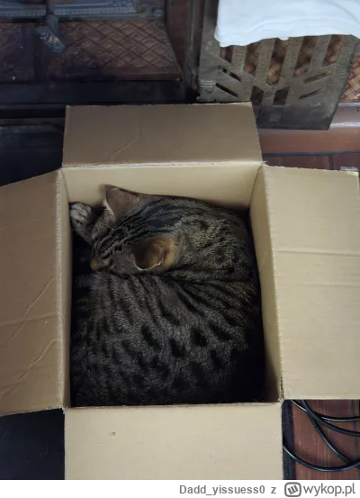 Dadd_yissuess0 - (づ•﹏•)づ