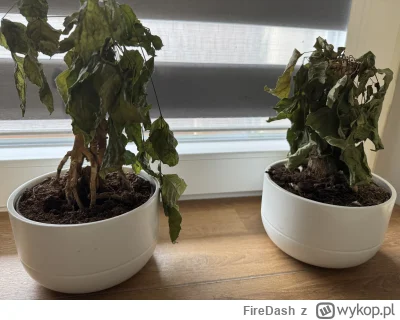 FireDash - @FireDash:

Te padły kompletnie, listki miały normalne tylko to były takie...