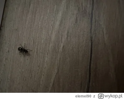 elemel90 - Co to za gówno? Wyglada jak mrowka na sterydach. W komentarzu drugie zdjec...