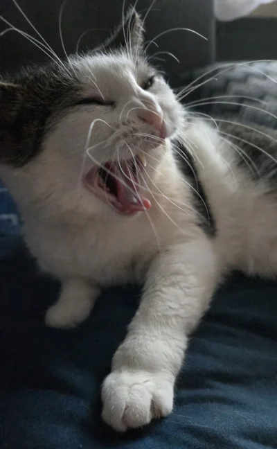 Solsith - #pokazkota #spaslak pospali z kotem do południa( ͡° ͜ʖ ͡° )つ──☆*:・ﾟ