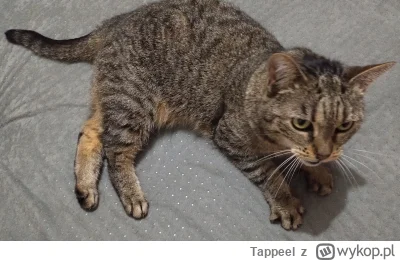 Tappeel - #pokazkota #koty

Torpeda zaraz chyba chapsnie ( ͡° ͜ʖ ͡°)