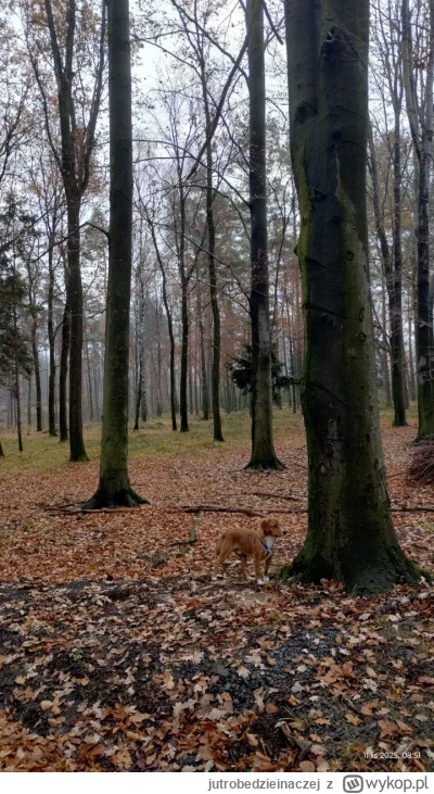 jutrobedzieinaczej - Wstałem sobie dzisiaj o 5 rano, zjadłem świętego rogala, wypiłem...