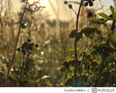 GodlessMike - Jest na co cedzić, kiedy #jesien przychodzi bez zapowiedzi...
Dzień dob...