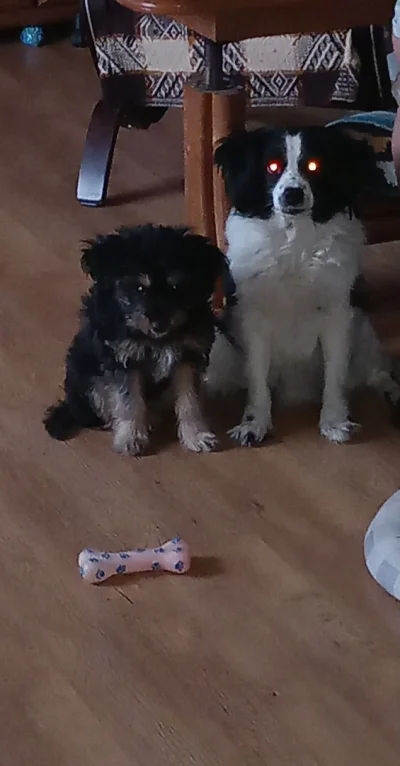 dos_badass - siedzimy se
#psy #pokazpsa