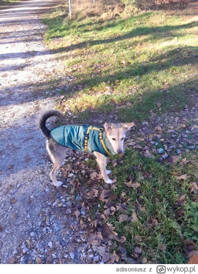adisoniusz - Nie wiem czy jej lepiej w tej kurtce ale jest zimno to nosimy #pokazpsa