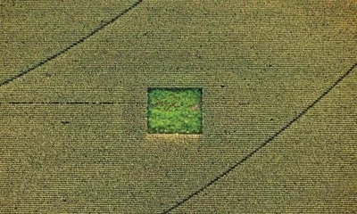cheeseandonion - !A cornfield with a cannabis garden