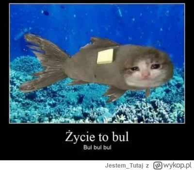 Jestem_Tutaj - Bul bul bul ( ͡° ʖ̯ ͡°)
